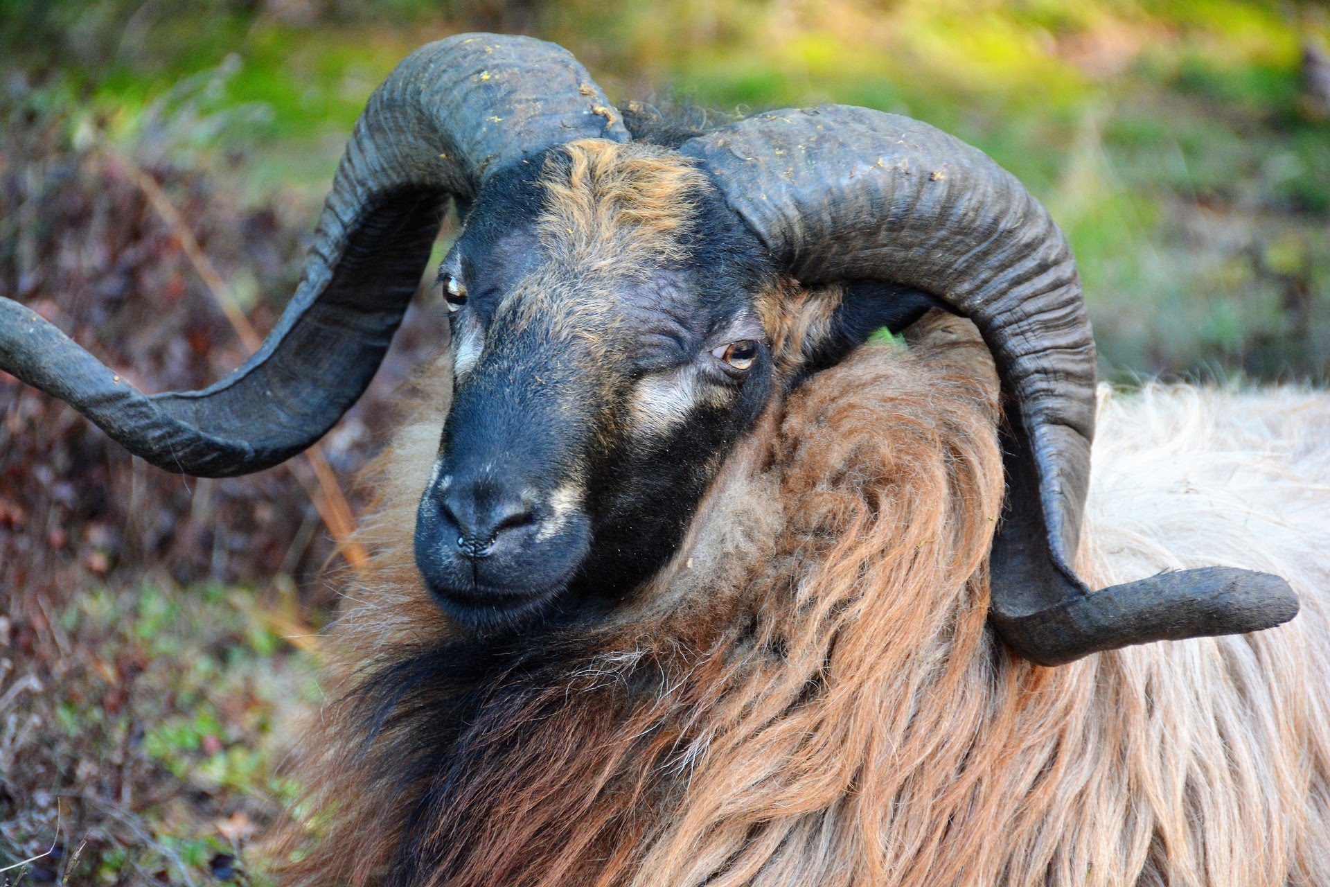 sheep-3804667_1920 Pixabay GNU