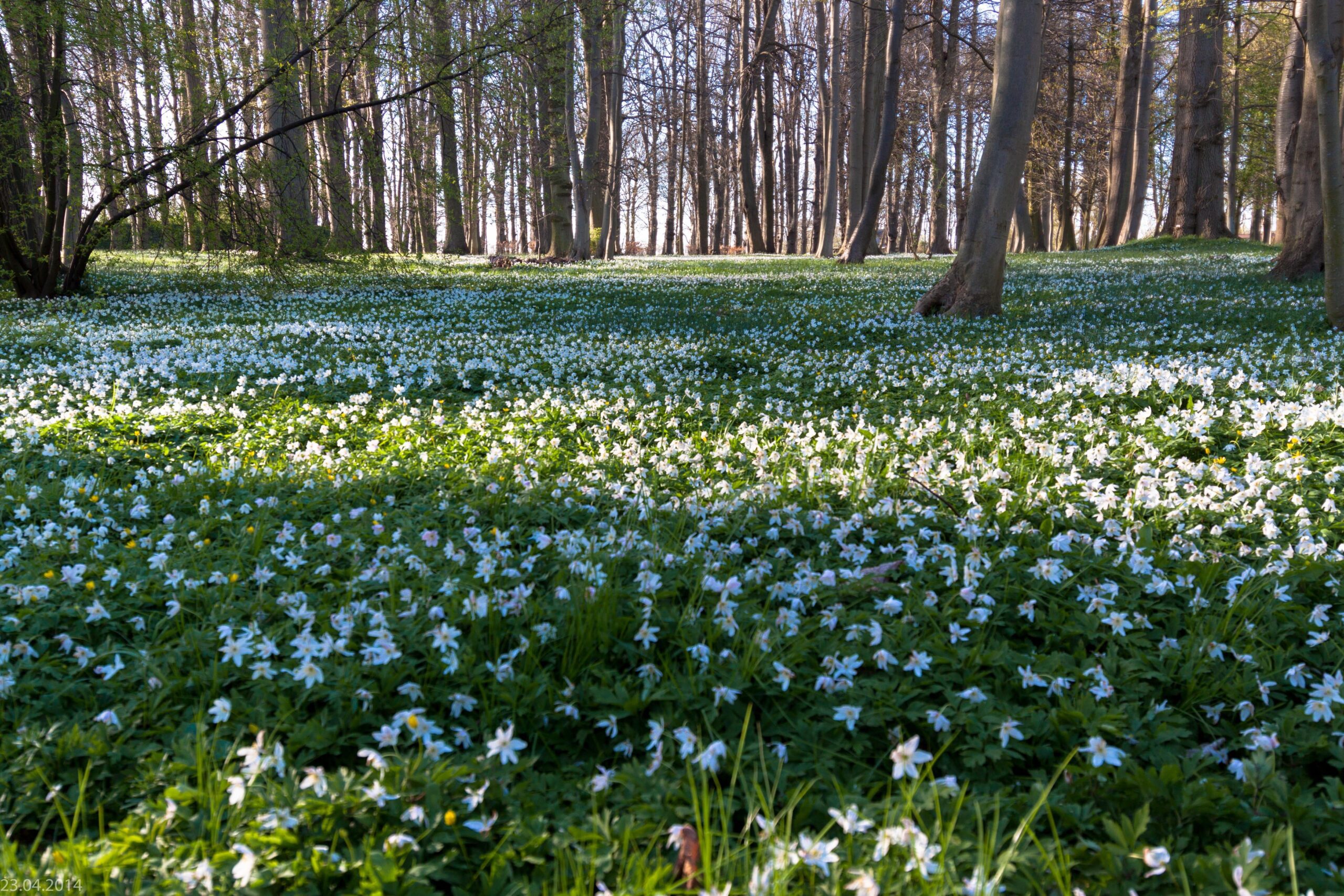 wood-anemones-333381