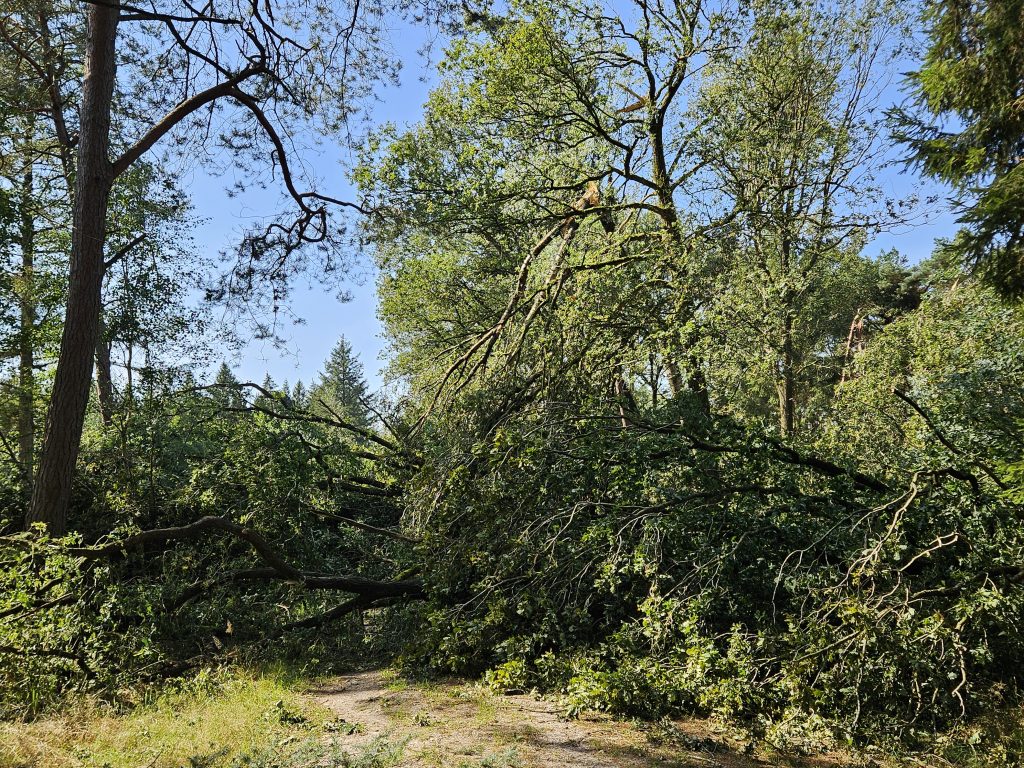 Stormschade bossen Drenthe: Blijf uit de bossen