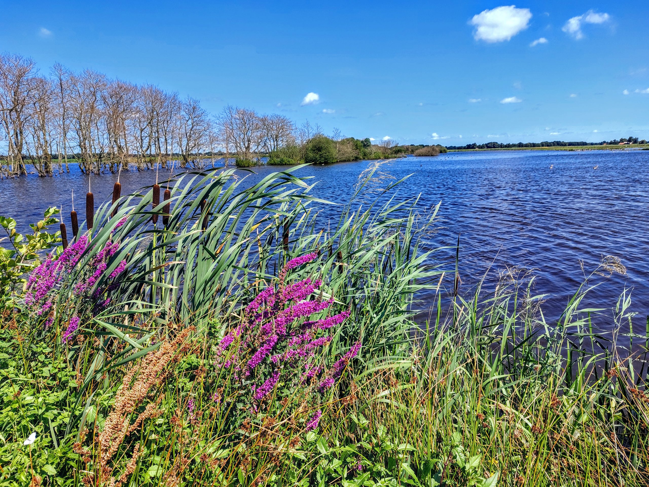 20210717_151625 Tusschenwater - Zuidlaren © LH Schepers