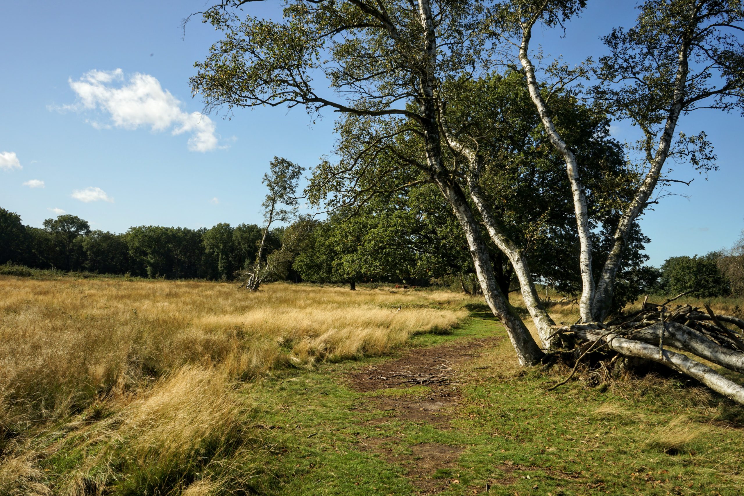 20211004_114521 DSC02100 Noordlaarderbos-Vijftig-bunder © LH Schepers