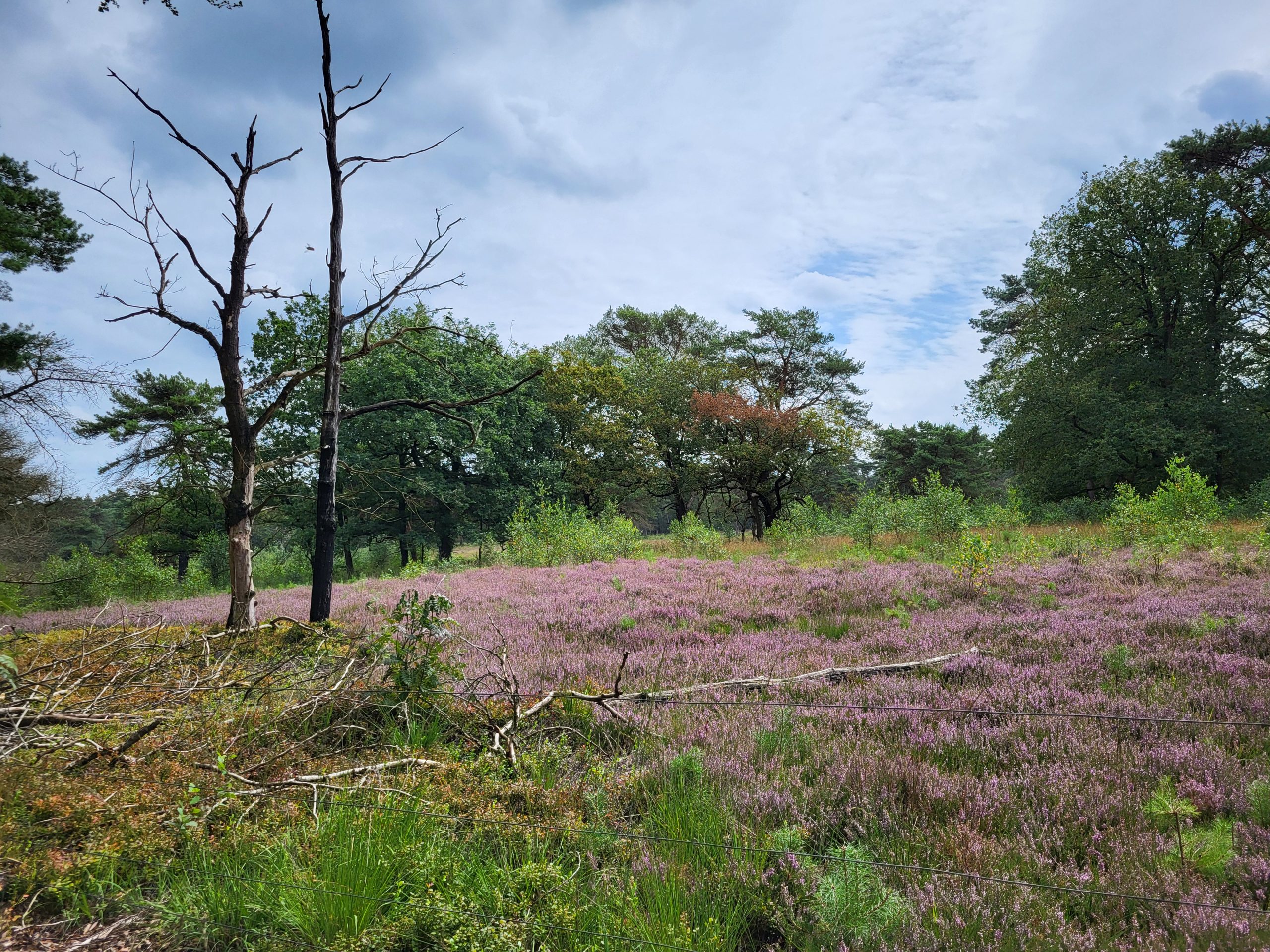 20240805_142916 Moltmakersstuk Roden © LH Schepers
