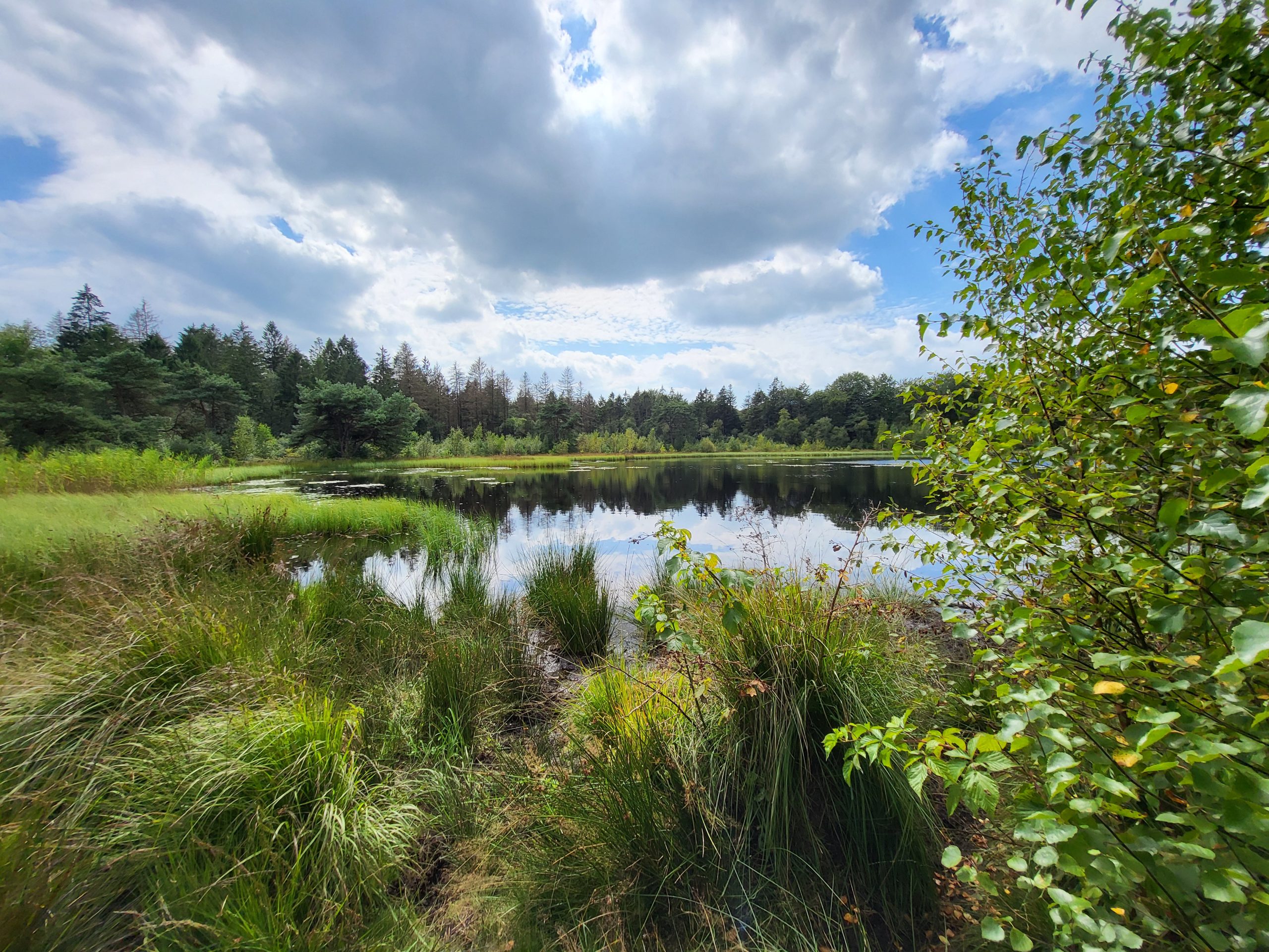 20240805_145314 Mensingebos © LH Schepers