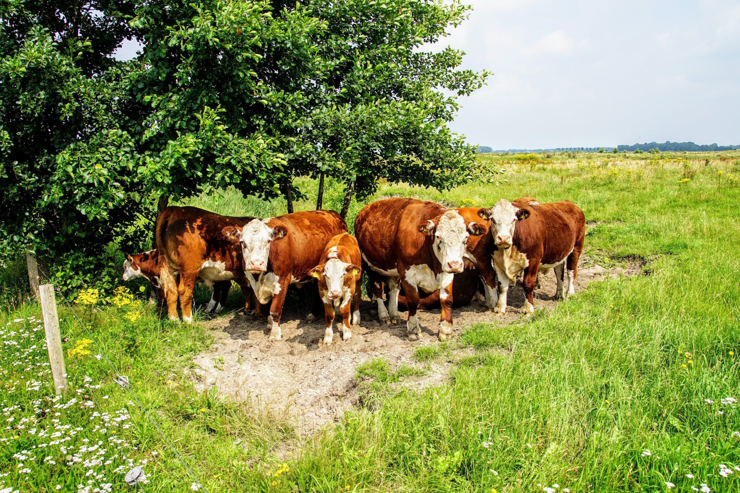 20200718_DSC05813-Rheebruggen-©-LH-Schepers-1