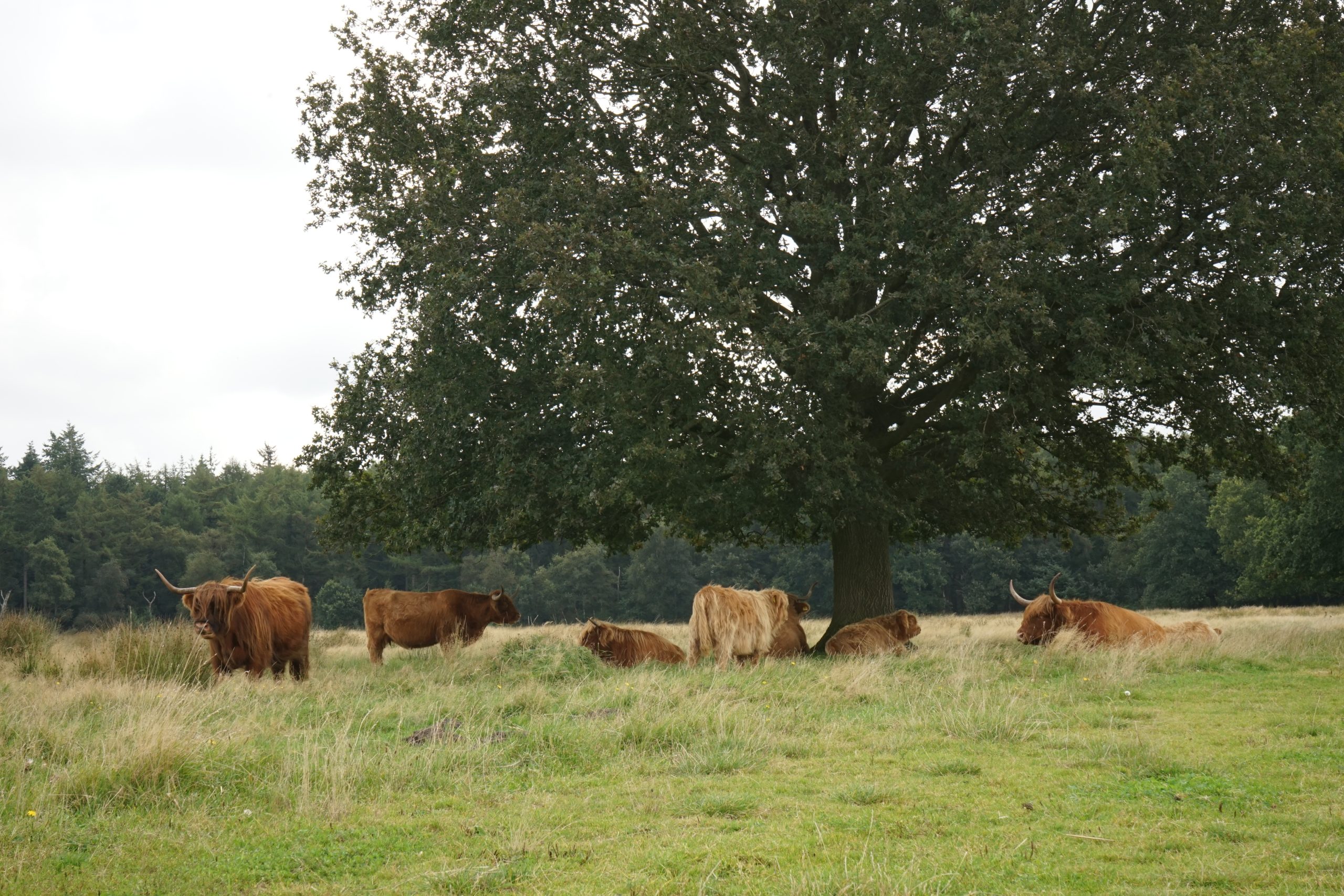 20210830_1035 DSC01789 Hijkerveld © LH Schepers