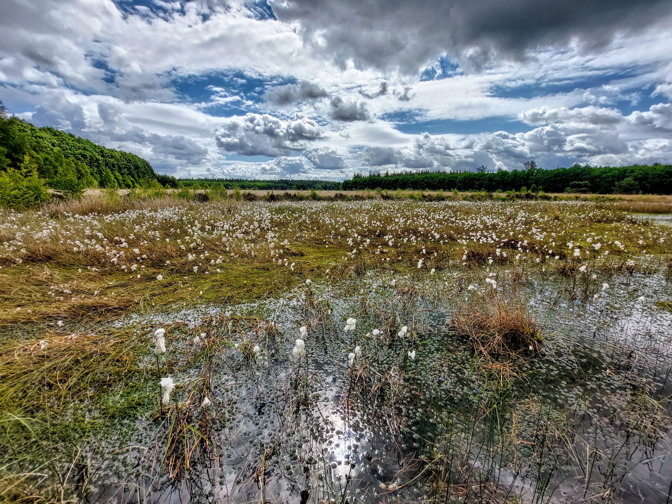 20220526_111259 Veenpluis © LH Schepers