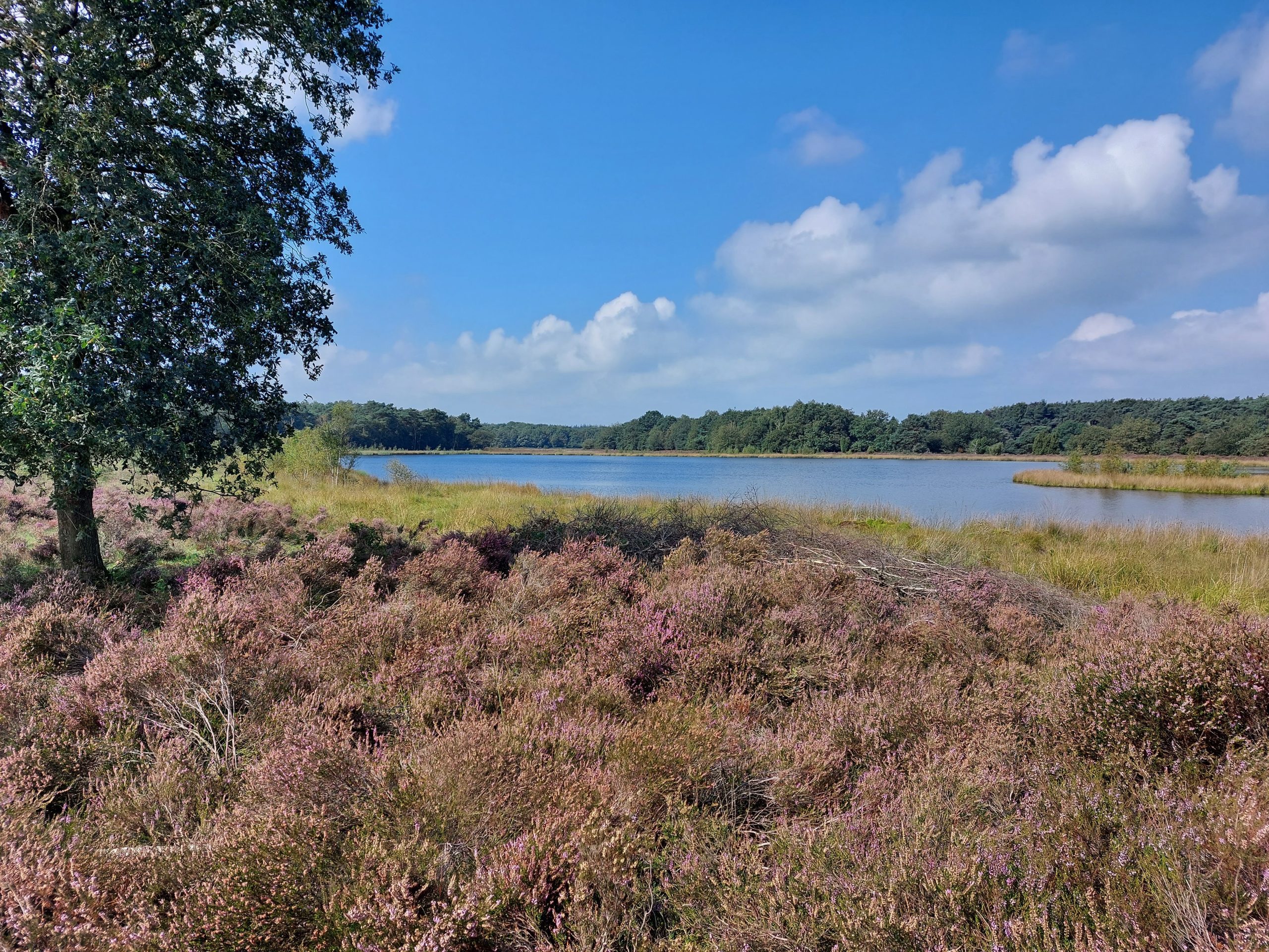 20230902_121312-Terhorsterzand-©-LH-Schepers