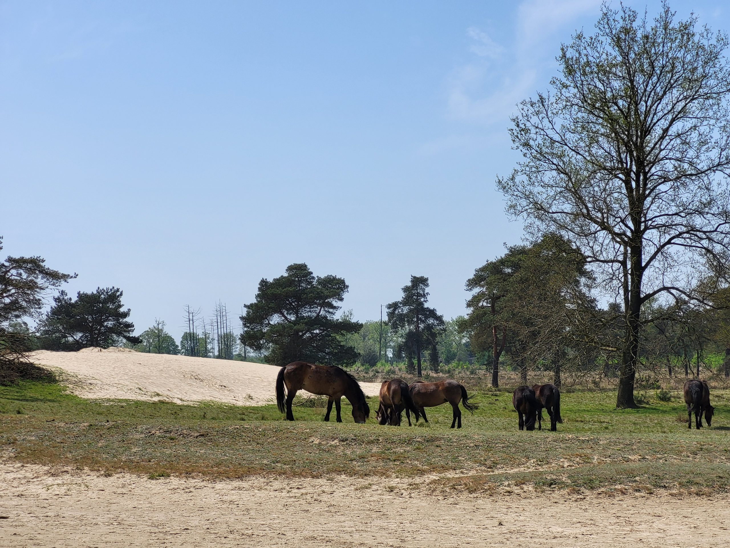 20240501_134711 Exmoorpony's Aekingerzand © LH Schepers