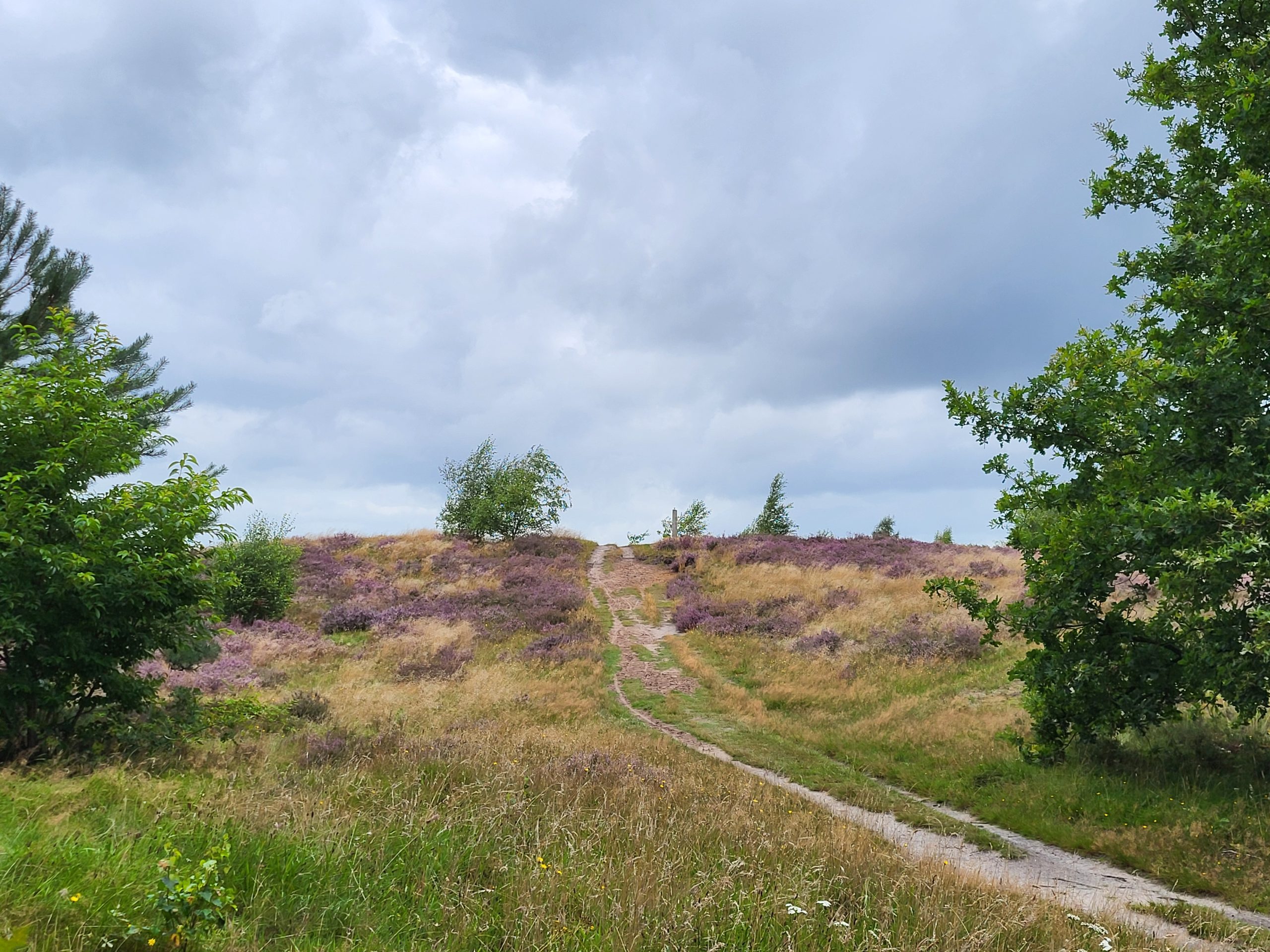 20250806_105641 DSC514740 Leewal, zandrug Exloo © LH Schepers