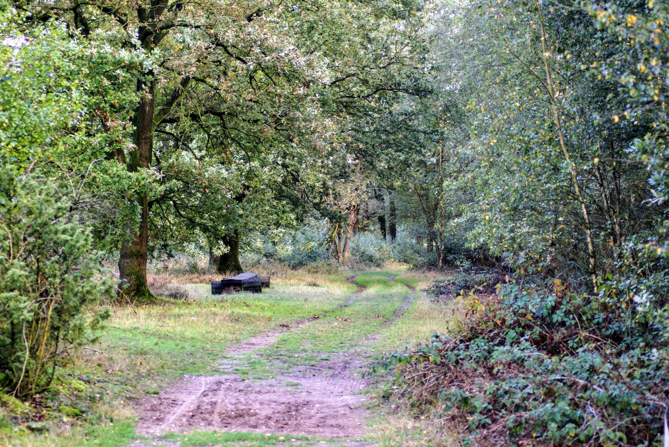 DSC01500-Terhorsterzand-©-LH-Schepers