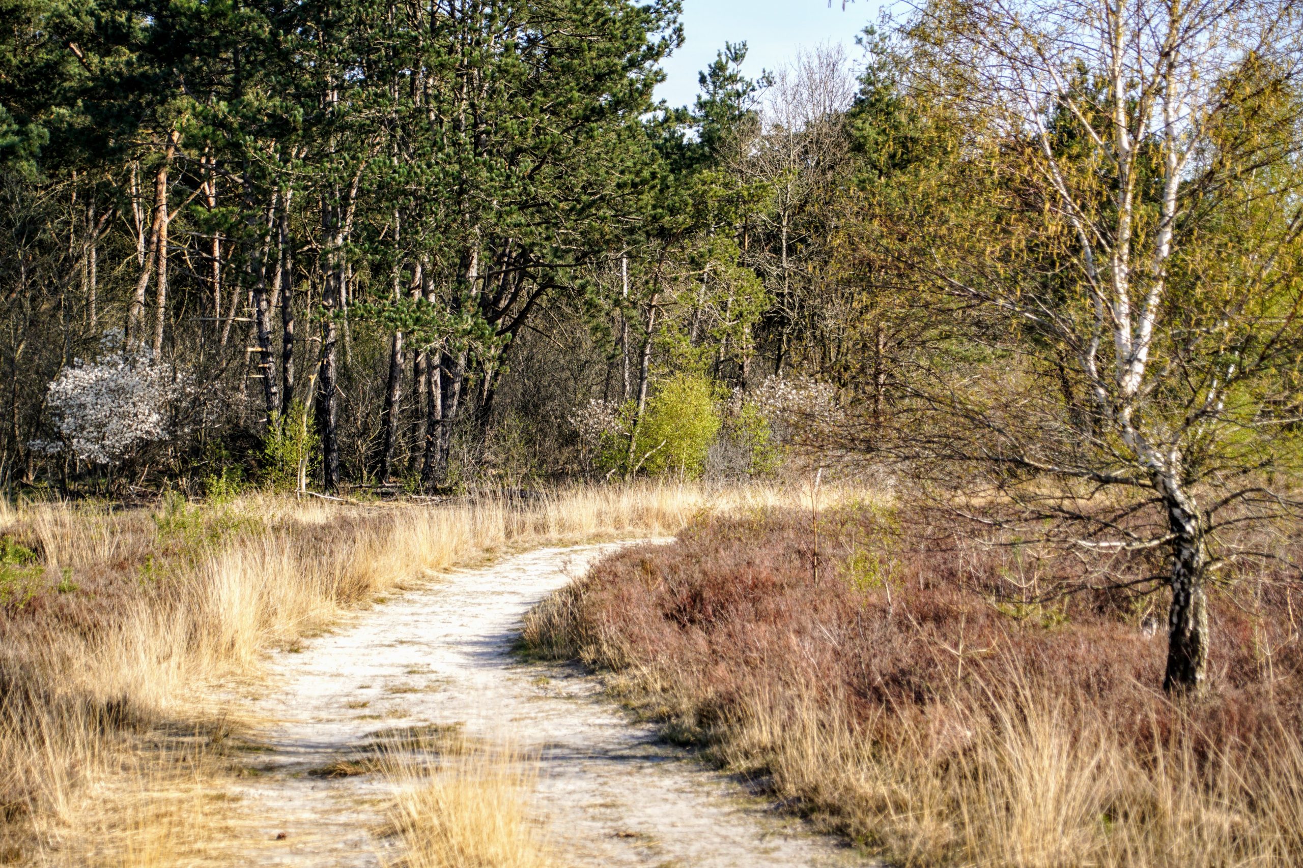 DSC01895-Dwingelderveld-©-LH-Schepers