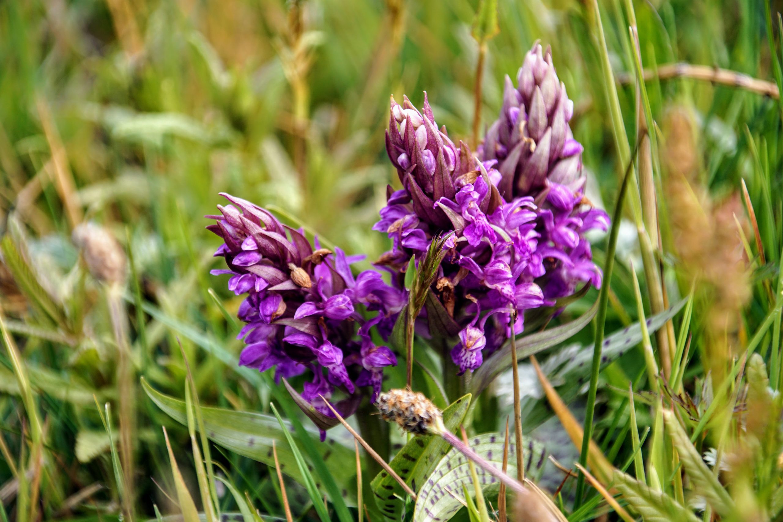 DSC02417-Orchis-©-LH-Schepers