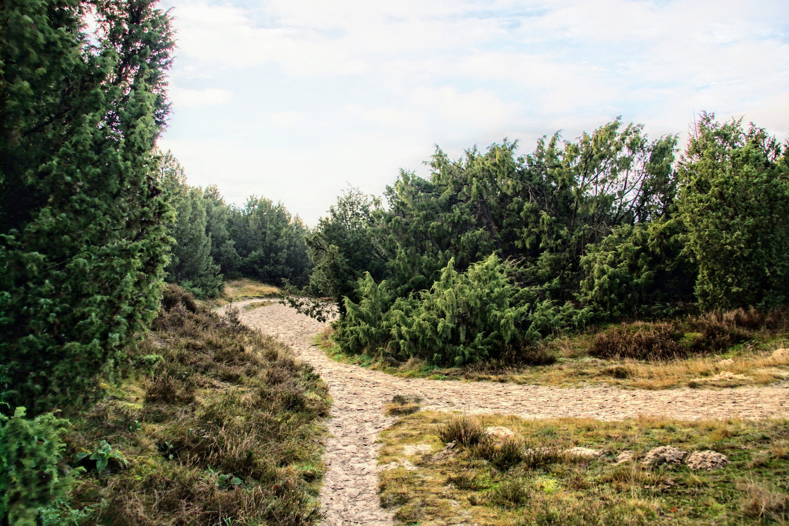 DSC03582-Jeneverbes-©-LH-Schepers