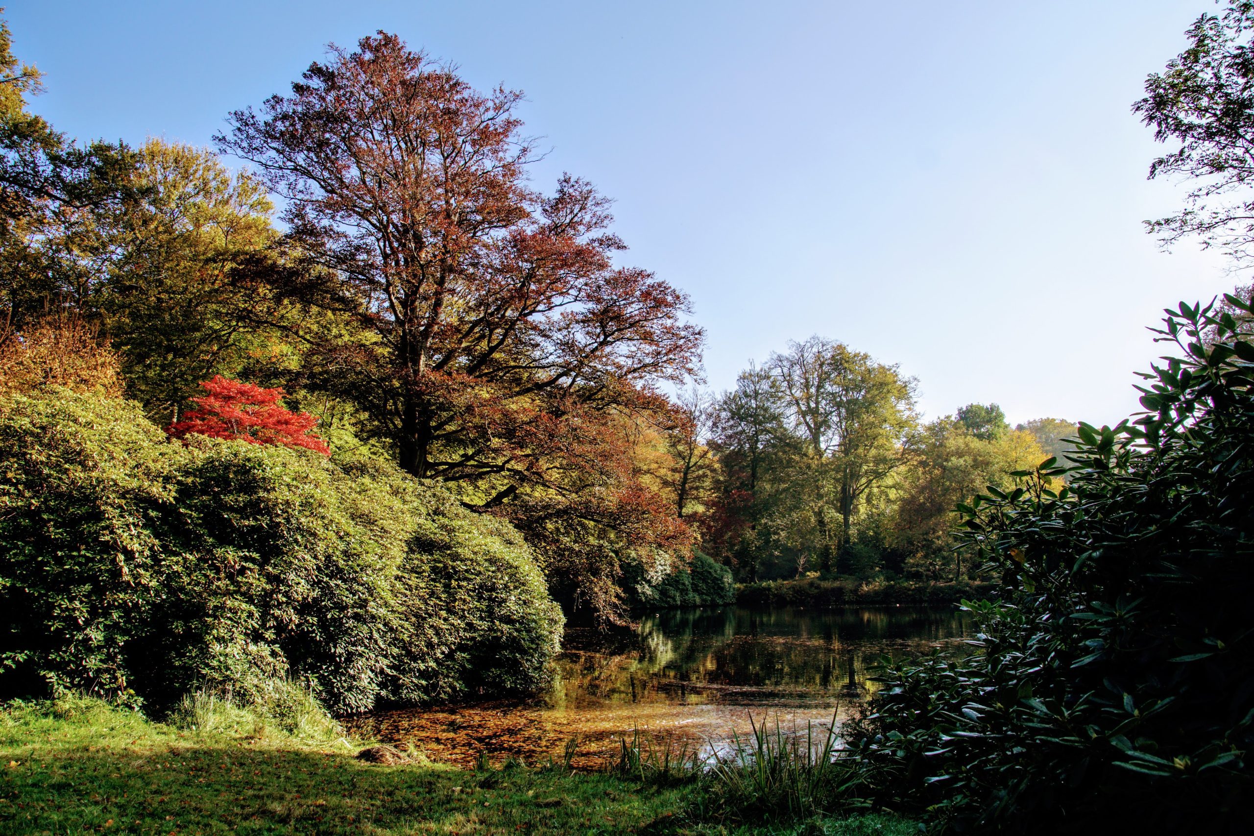 20201023_1321 DSC08664 Vijver De Braak © LH Schepers