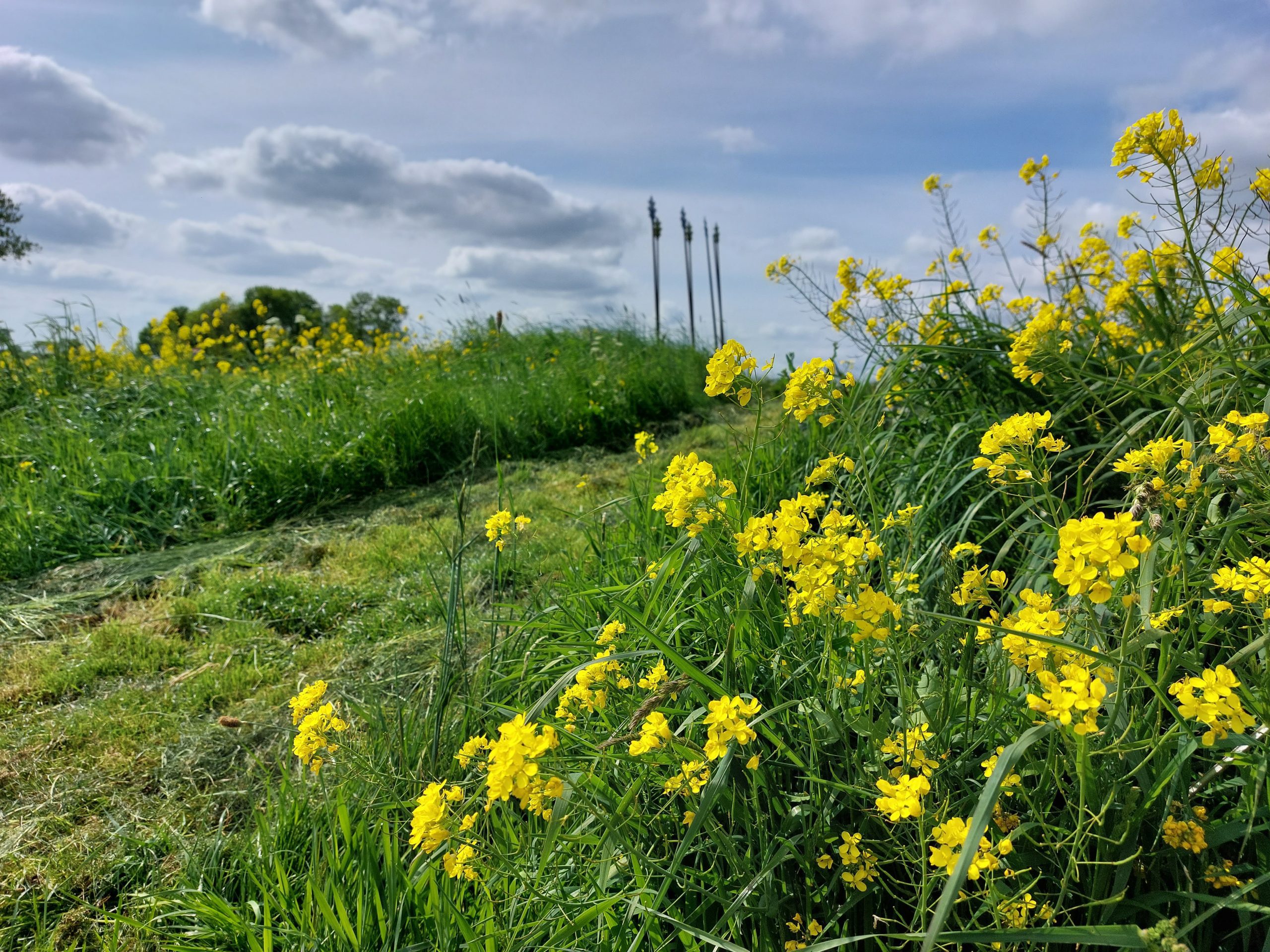 20230518_161909 DSC52356 Oerwold Sandebuur © LH Schepers